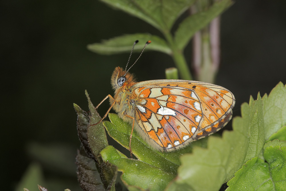 rotenstein_mai_08_boloria_euphrosyne_tf_021_kopie2_124.jpg