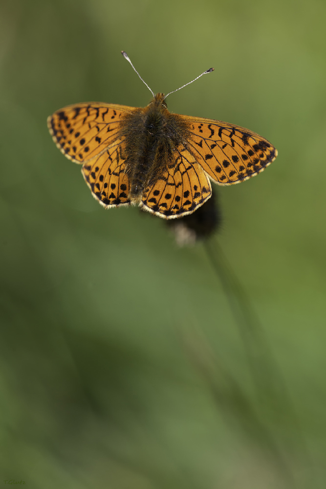 20120810_boloria_pales__alpenmatten_perlmuttfalter_195.jpg