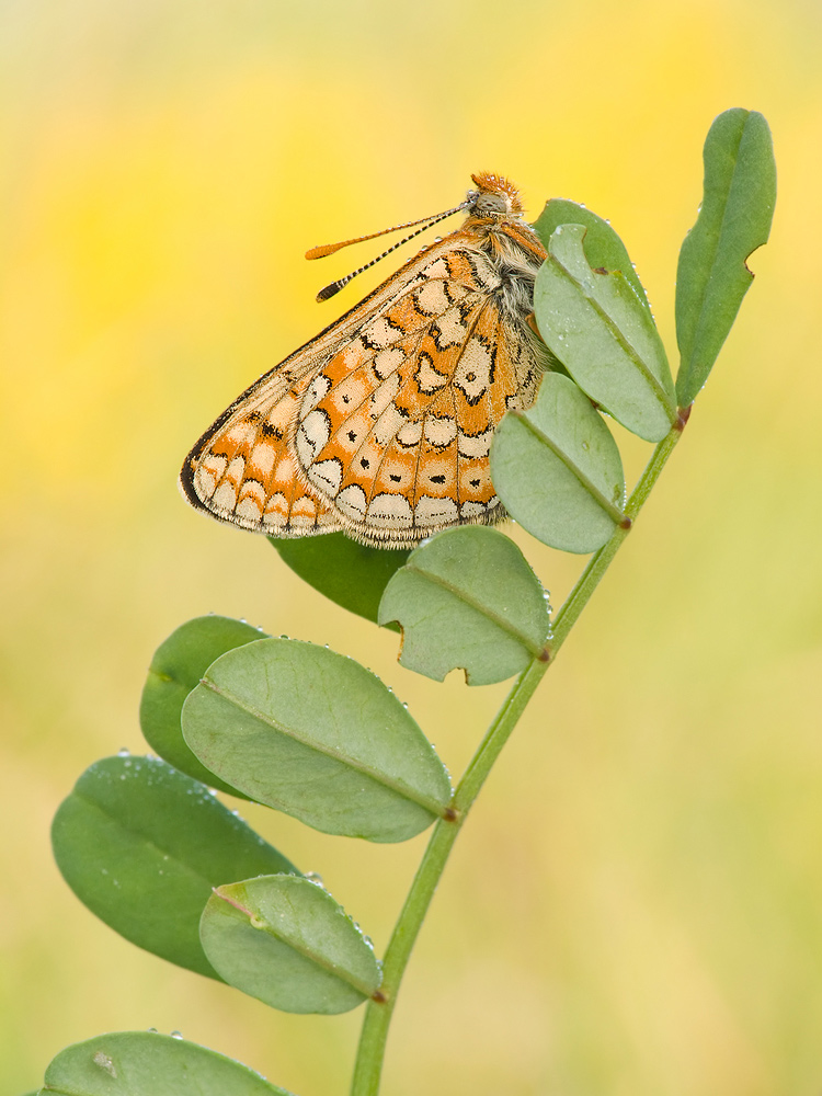 goldener_scheckenfalter__euphydryas_aurinia_01_135.jpg