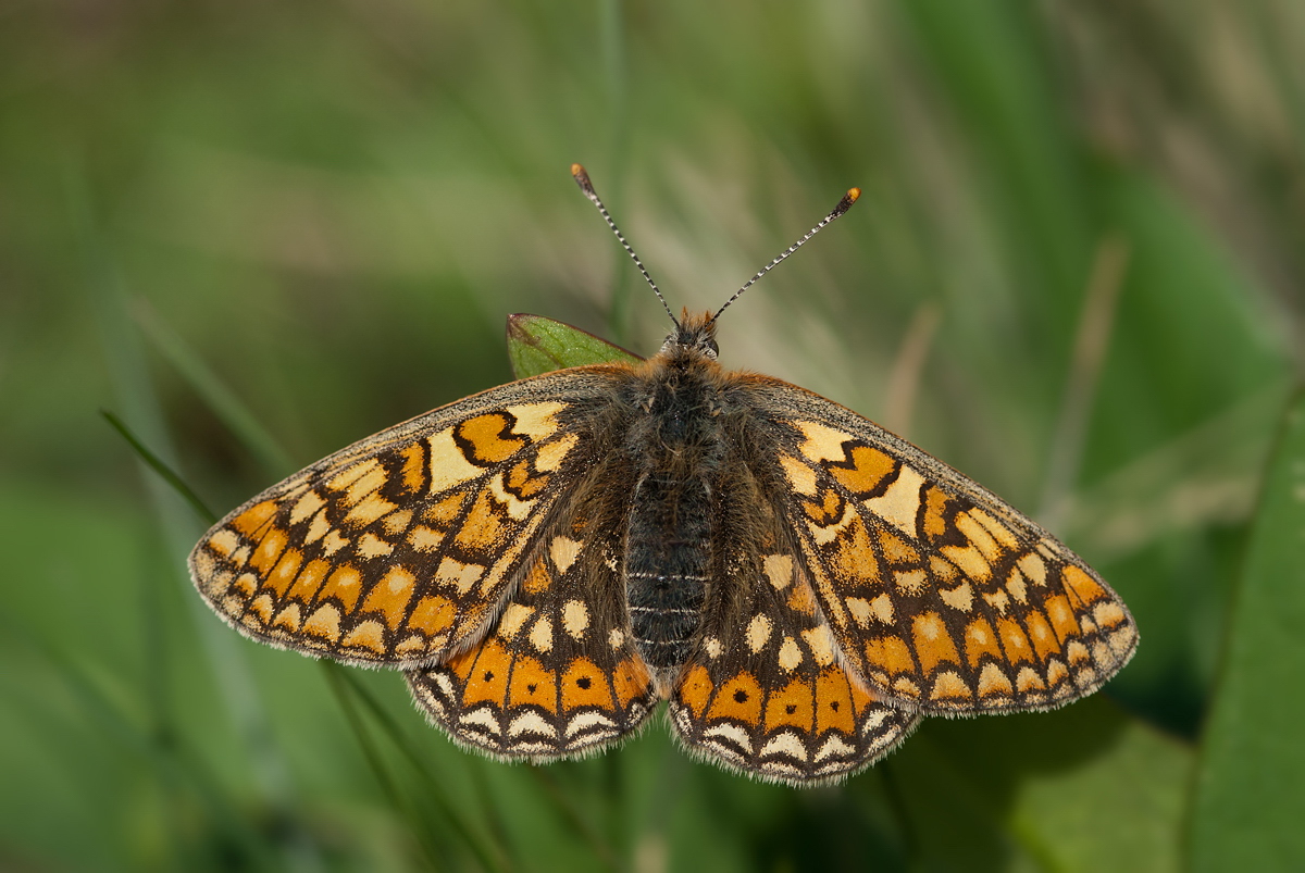 07268mmmmm_aurinia_euphydryas_goldener_scheckenfalter_23_05_2011_rl1_154.jpg