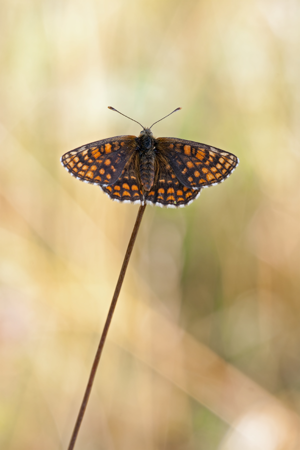 meliteae_athalia_wachtelweizen_scheckenfalter_206.jpg