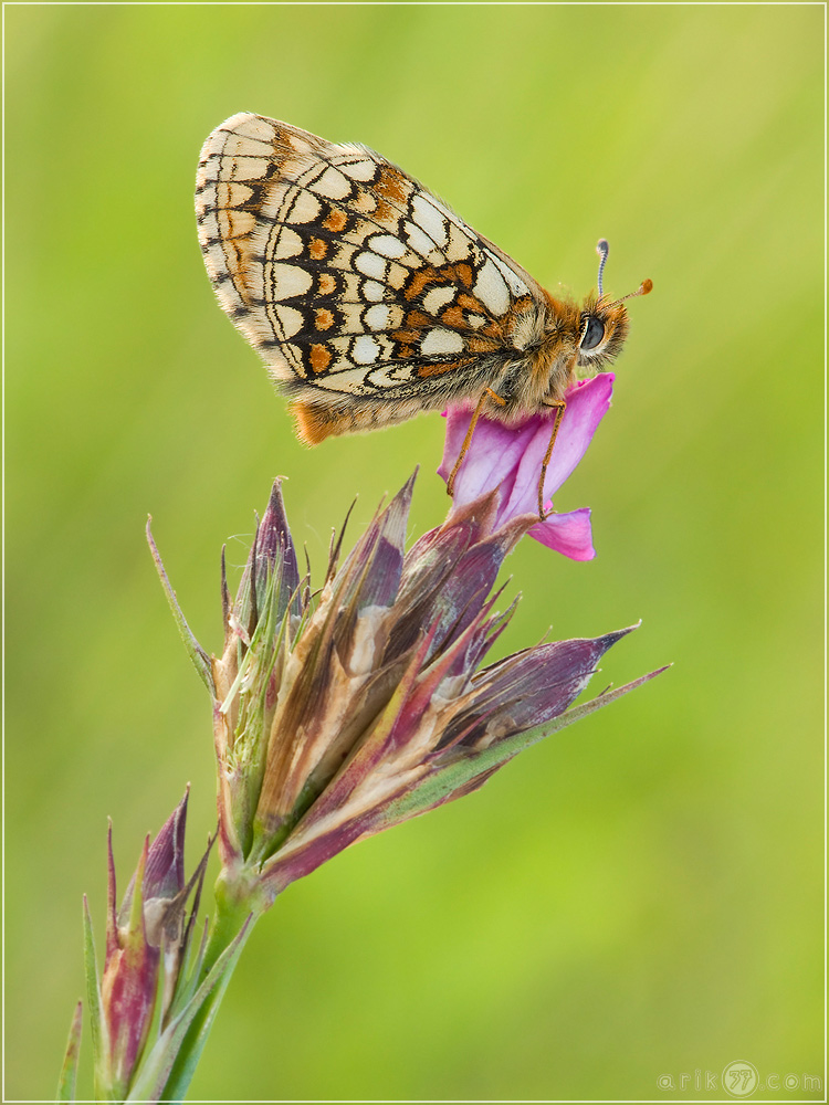 ehrenpreis_scheckenfalter__mellicta_aurelia_05_knd_725.jpg