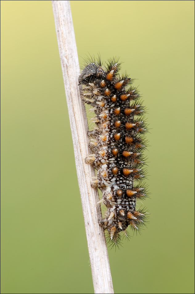 40d_img_3159_melitaea_aurelia_ehrenpreis_scheckenfalter_raupe_178.jpg