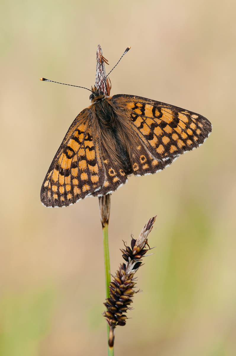 wegerich_scheckenfalter_melitaea_cinxia_1144_203.jpg