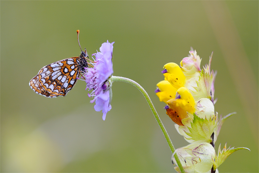 melitaea_diamina_s_166.jpg