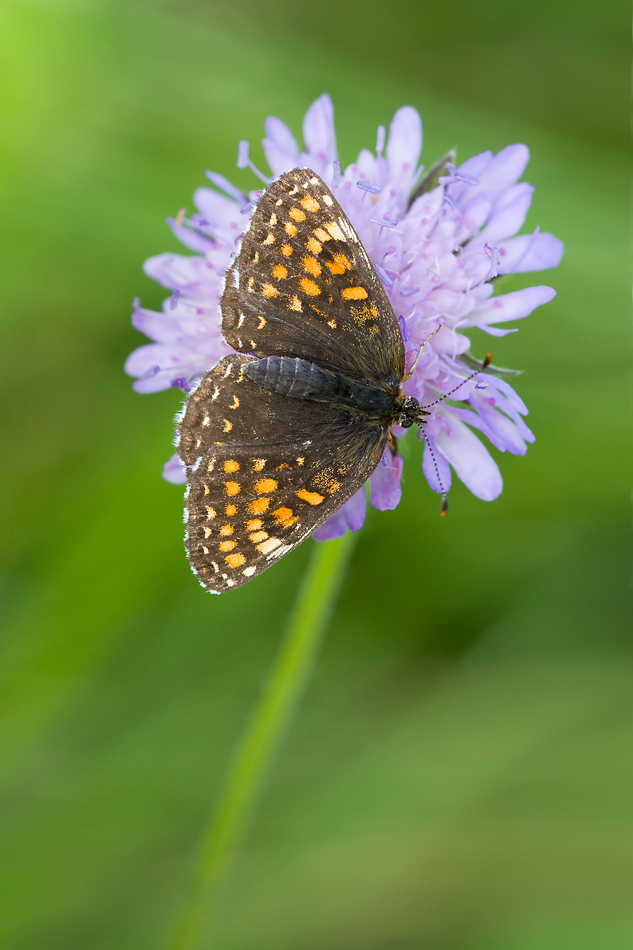 img_1883_melitaea_diamina_draufsicht_516.jpg