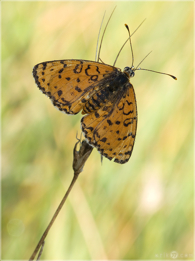 roter_scheckenfalter__melitaea_didyma_05_281.jpg