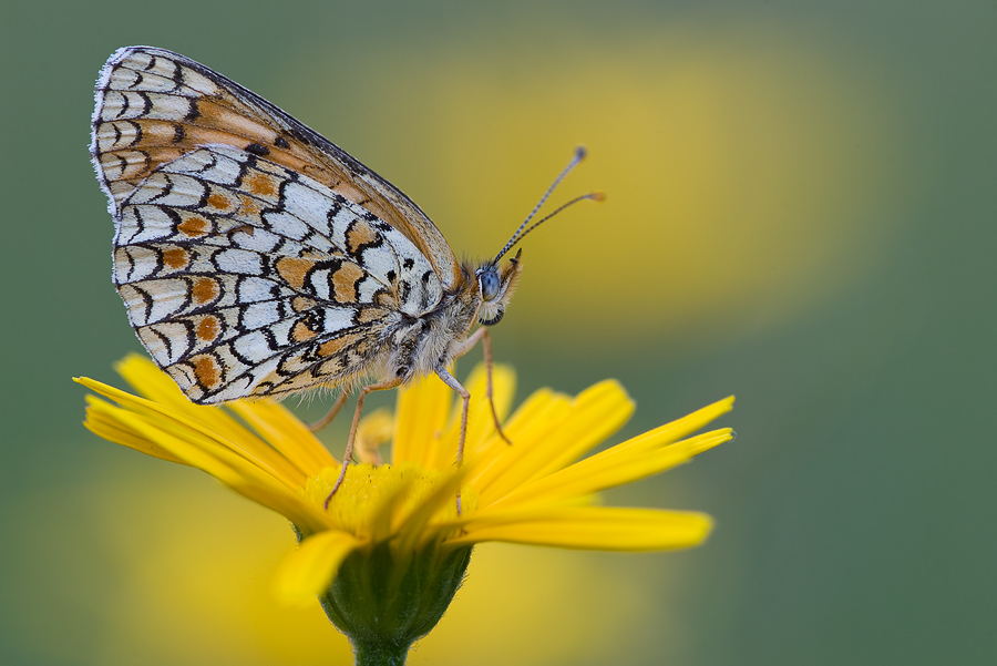 melitaea_phoebe_ii_207.jpg