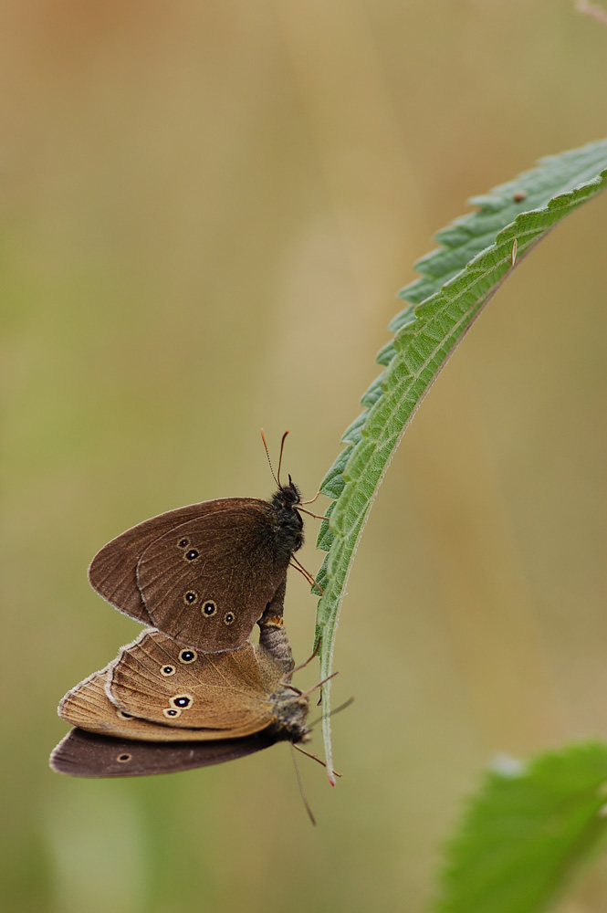 aphantopus_hyperantus__schornsteinfeger__paarung_108.jpg