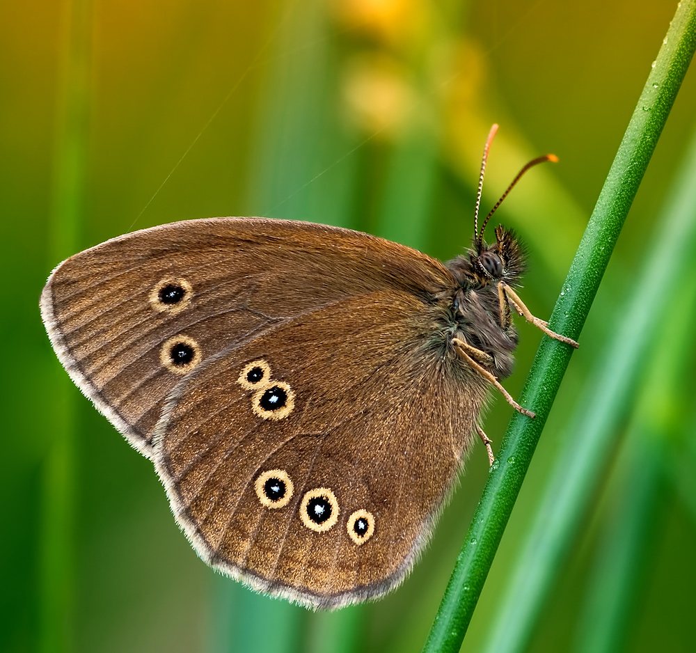 braunerwaldvogel01a_2010web_158.jpg