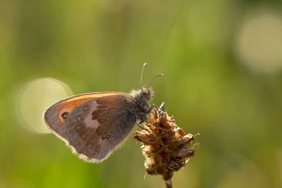 coenonympha_pamphilus__wiesenvoegelchen_990.jpg