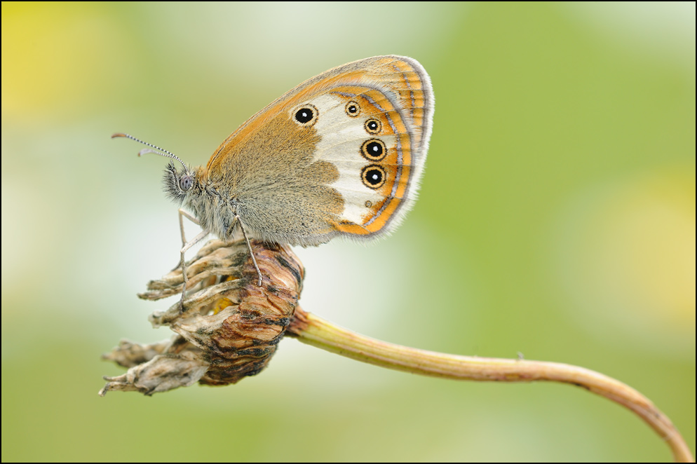 dsc_6590_weissbindiges_wiesenvoegelchen_736.jpg