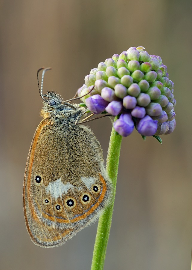 perlgrasfalter_coenonympha_arcania_175.jpg