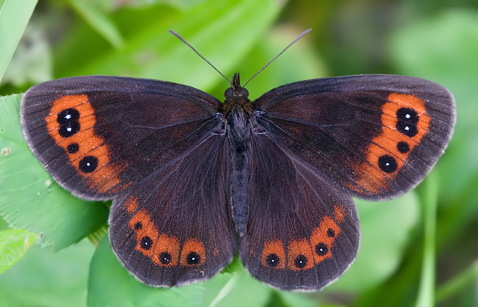 weissbindiger_mohrenfalter_erebia_ligea1_dsc9595_148.jpg