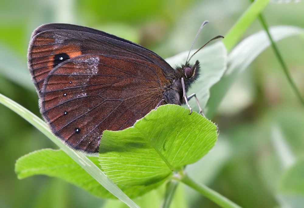 weissbindiger_mohrenfalter_seitenansicht1_dsc9602_324.jpg