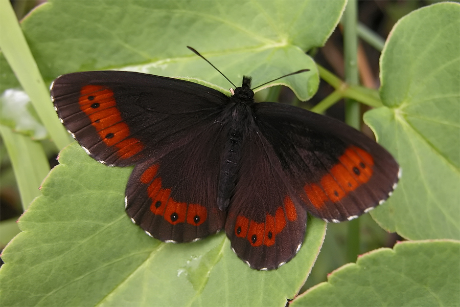 erebia_euryale_607.jpg