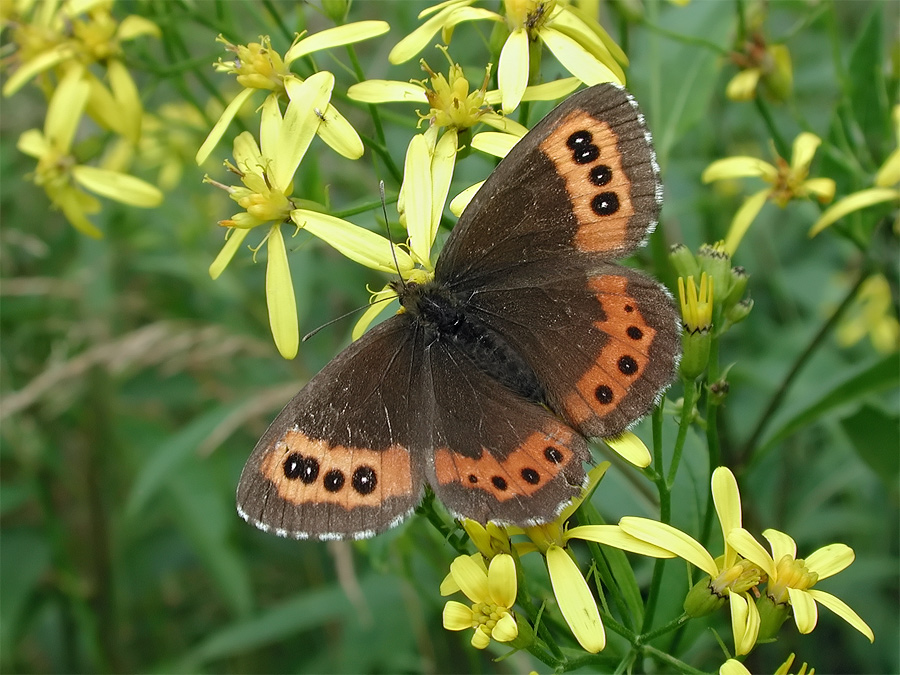 erebia_ligea_256.jpg