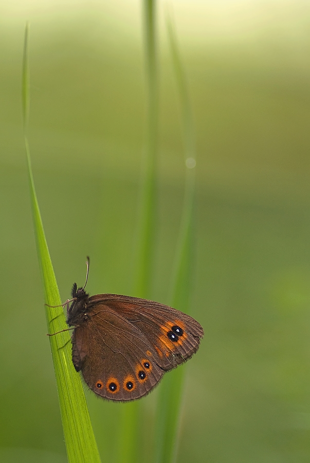 rundaugen_mohrenfalter_erebia_medusa2_mf_103.jpg