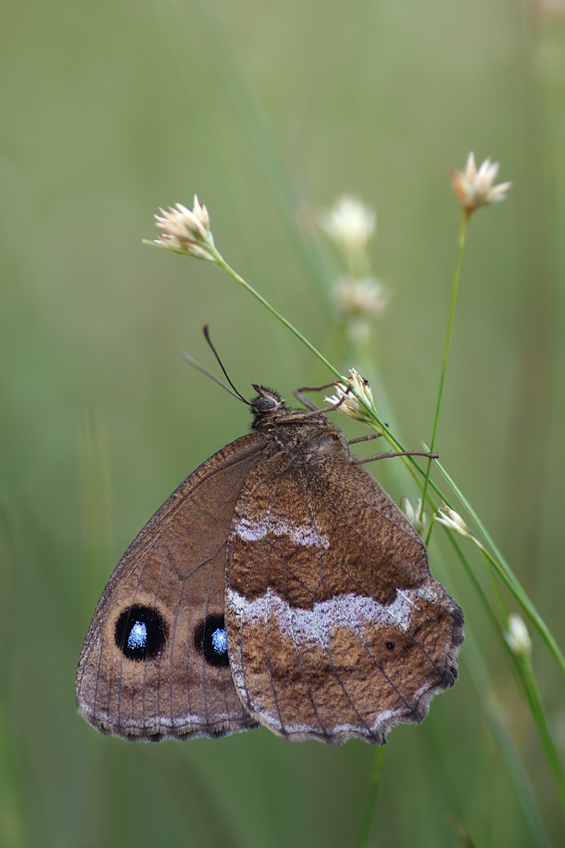 img_2015_minois_dryas_weibchen_190.jpg