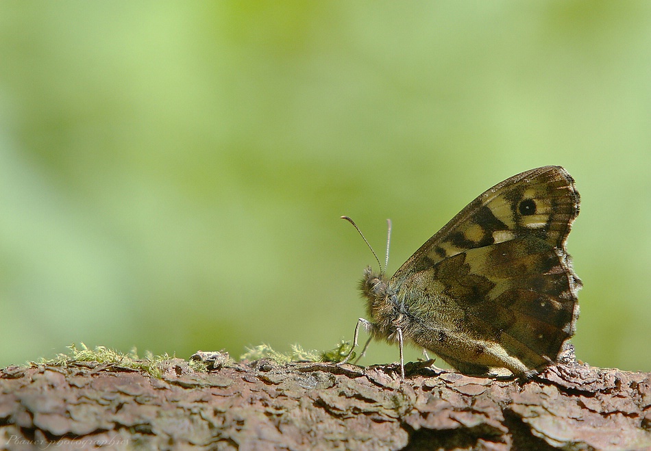 compcompschmetterling_163.jpg