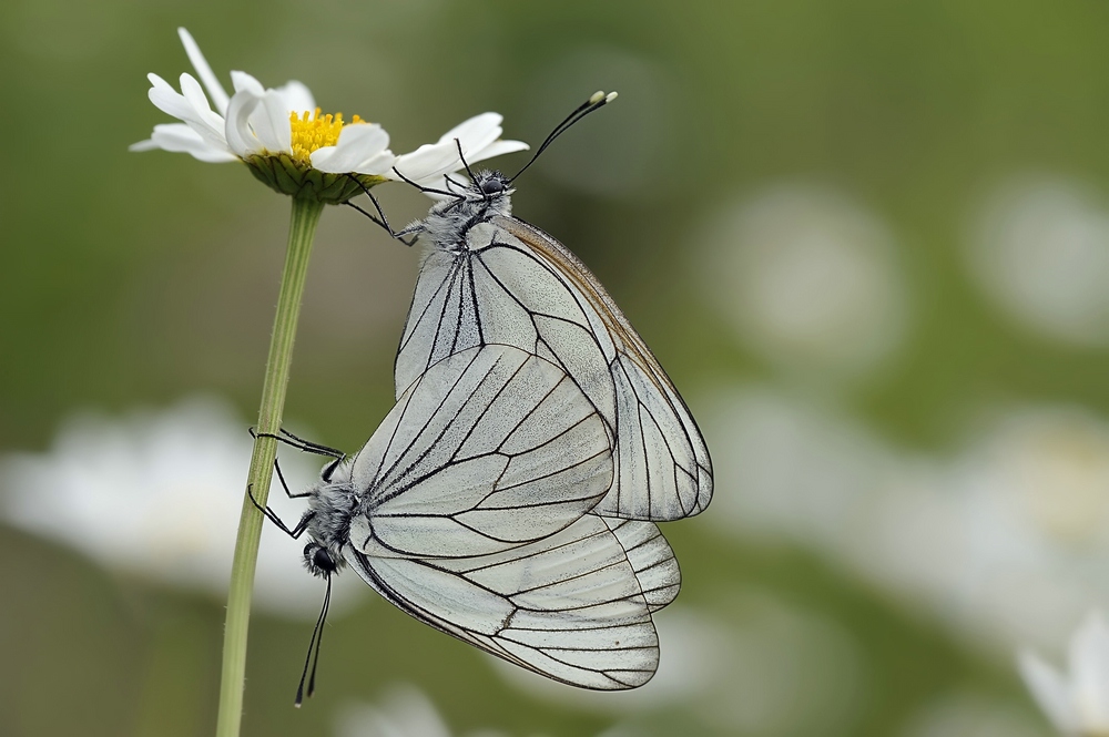 comp_schmetterling_duo_389.jpg