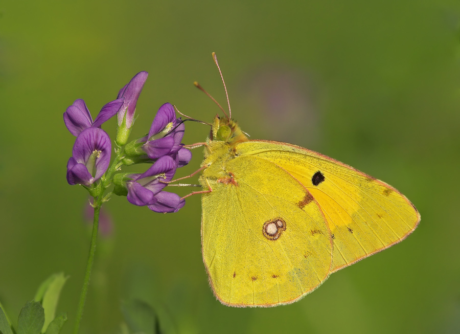 colias_hyale__goldene_acht_188.jpg