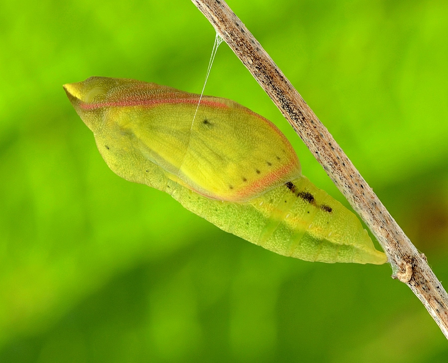 12_colias_hyale_goldene_acht_puppe_7_341.jpg