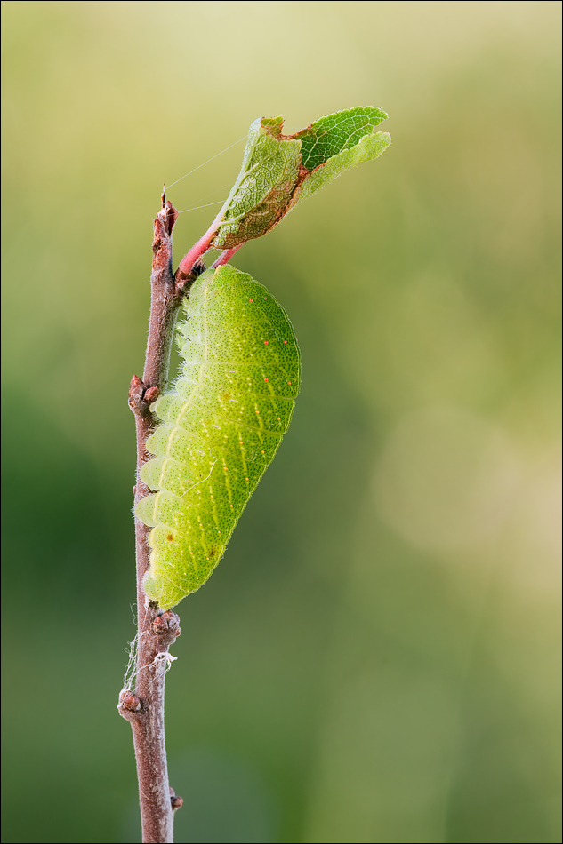 40d_img_7471_iphiclides_podalirius_segelfalter_raupe_476.jpg