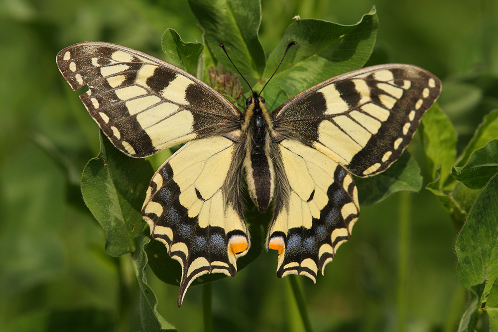 papilio_machaon__schwalbenschwanz_515.jpg