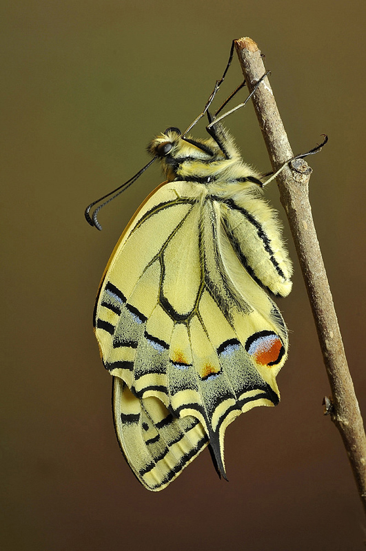 machaon_08_136.jpg