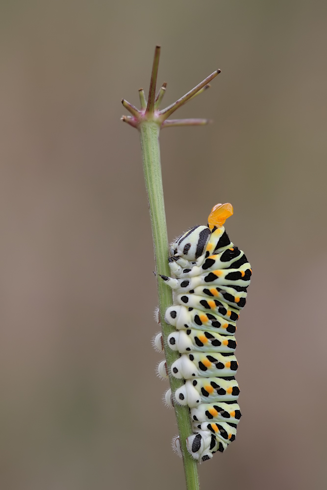 papilio_machaon_raupe_7801_141.jpg