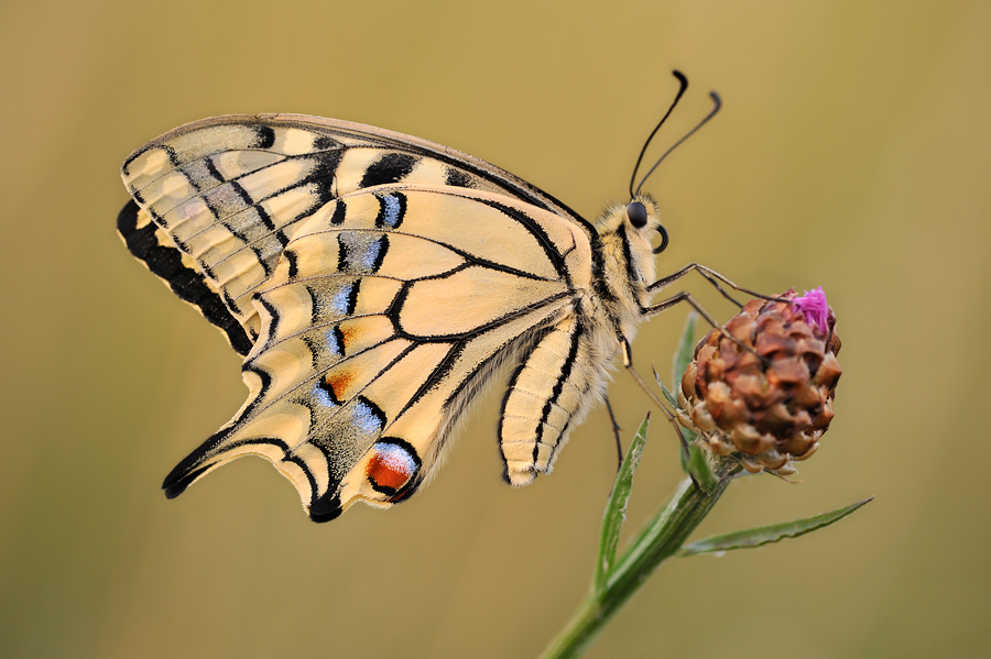 papilio_machaon_2008_146.jpg