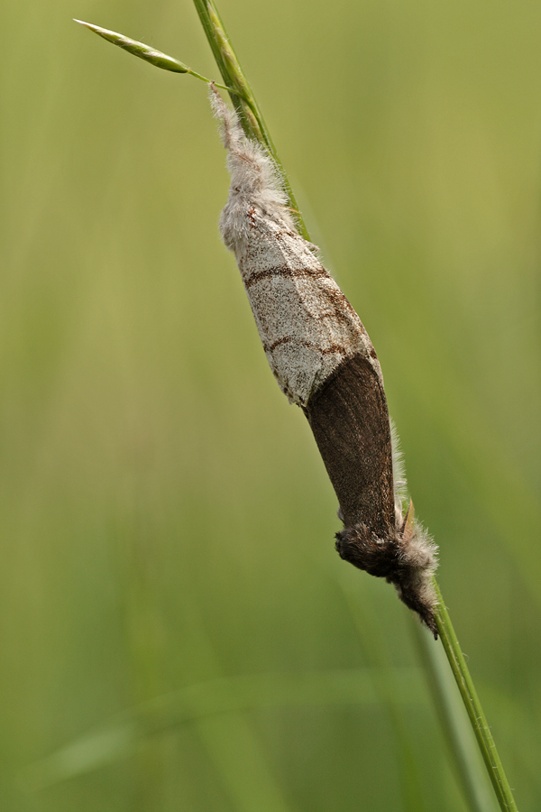 elkneria_pudibunda_104.jpg
