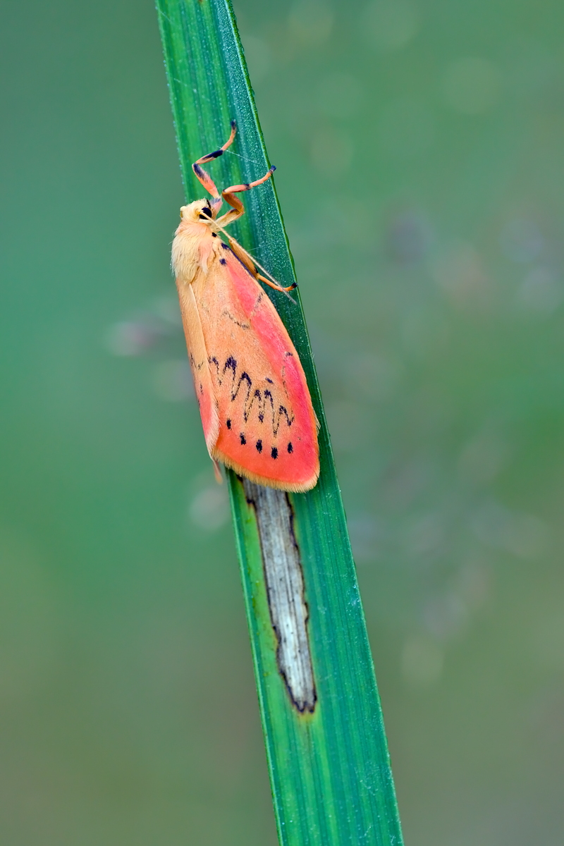 09082012_moor_032_134.jpg