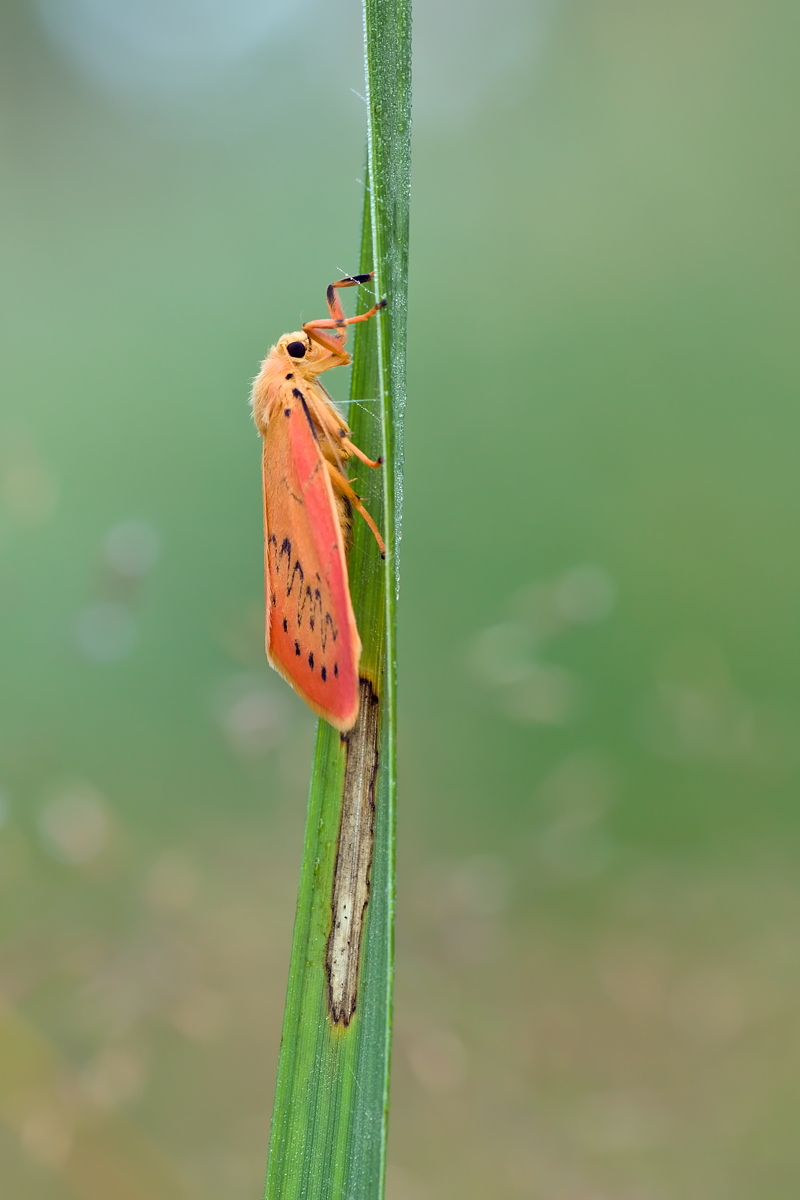 09082012_moor_016_819.jpg