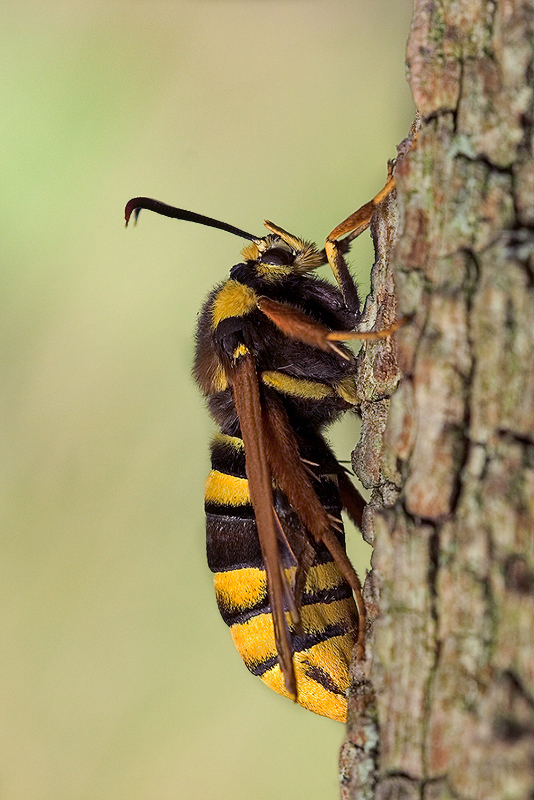 hornissenschwaermer_sesia_apiformis_174.jpg