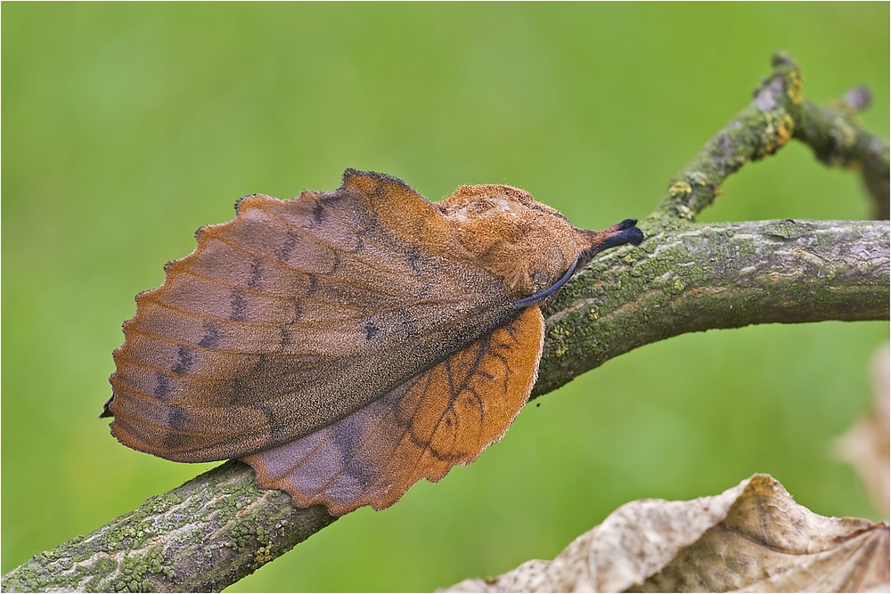 comp_gastropacha_quercifolia_4_561.jpg