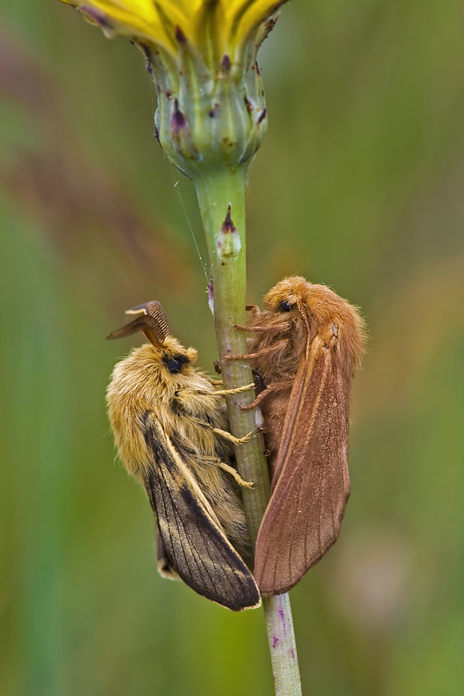 comp_malacosoma_franconica_kopula_3_209.jpg