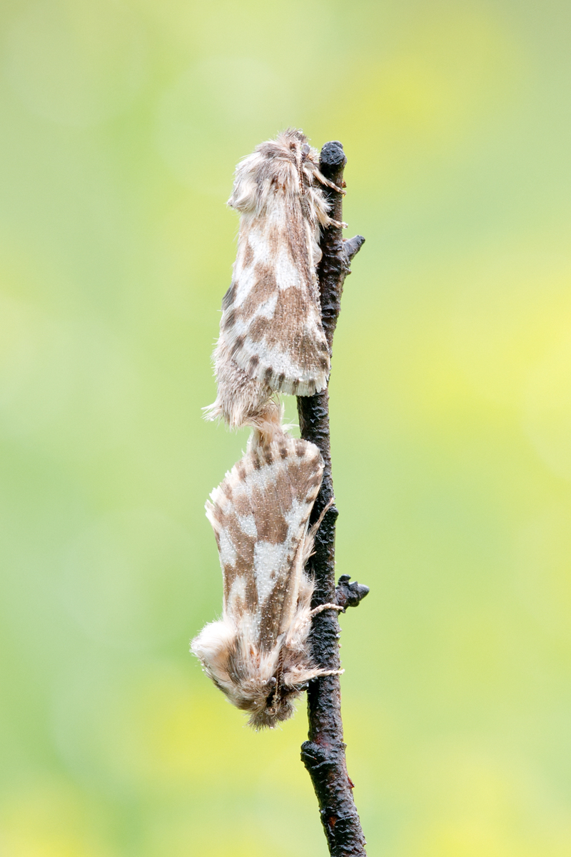 20130518_zwiebelbohrer_1200px_435.jpg