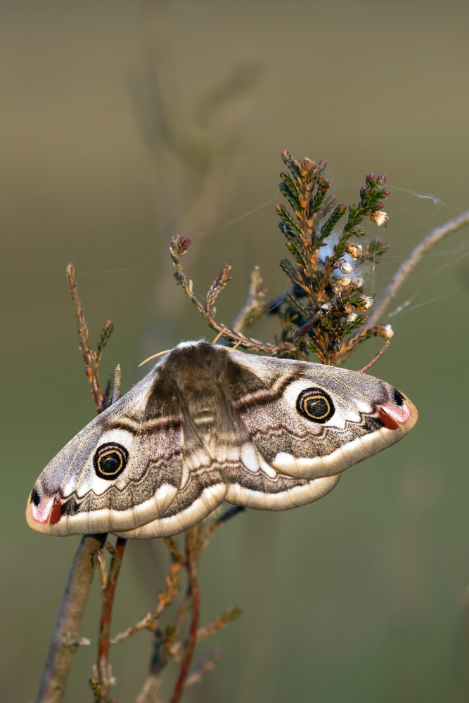 comp_eudia_pavonia_h_5_100.jpg