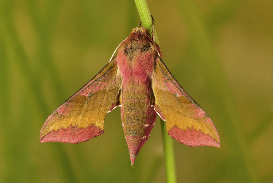 deilephila_porcellus__kleiner_weinschwaermer_267.jpg