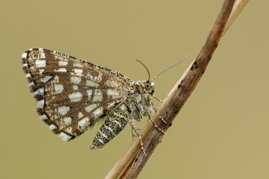 gitterspanner06847_521.jpg