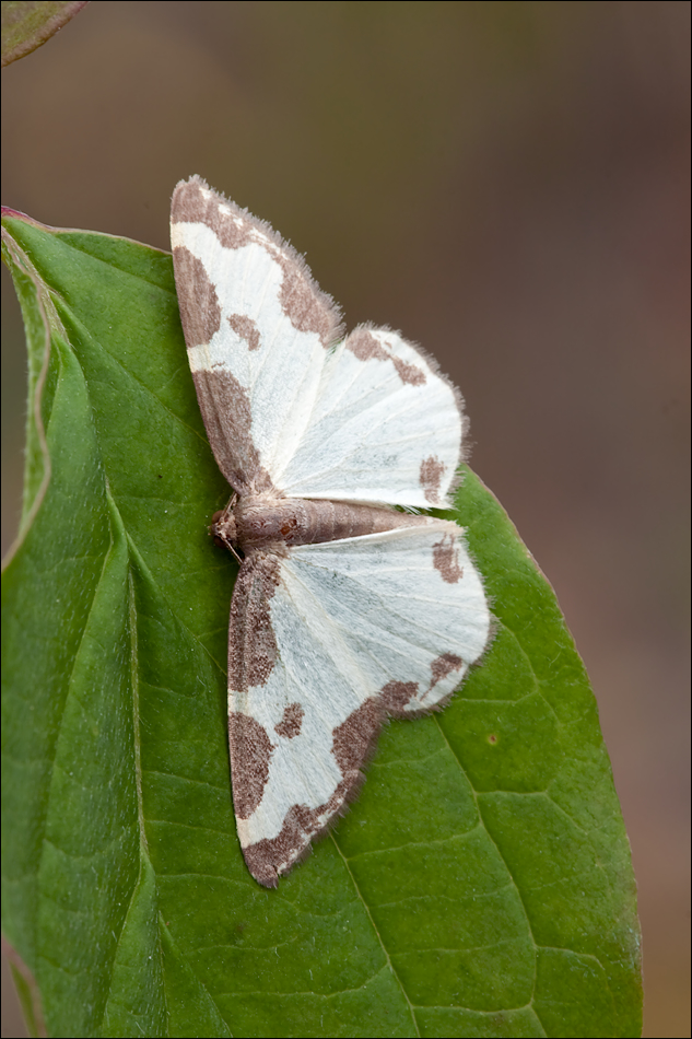 40d_img_2454_lomaspilis_marginata_vogelschmeiss_spanner_559.jpg