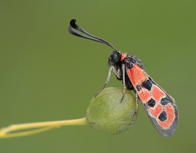 zygaena_fausta__bergkronwicken_widderchen_491.jpg