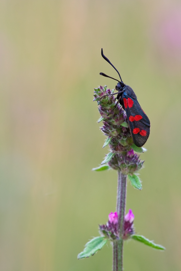 zygaena_filipendulae__sechsfleckwidderchen__maennchenjpg_811.jpg