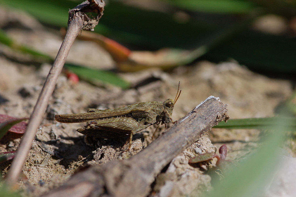 tetrix_subulata__saebeldornschrecke__weibchen_201.jpg