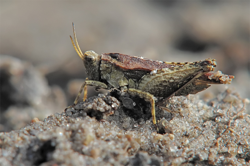 ts_tetrix_subulata_01_905.jpg