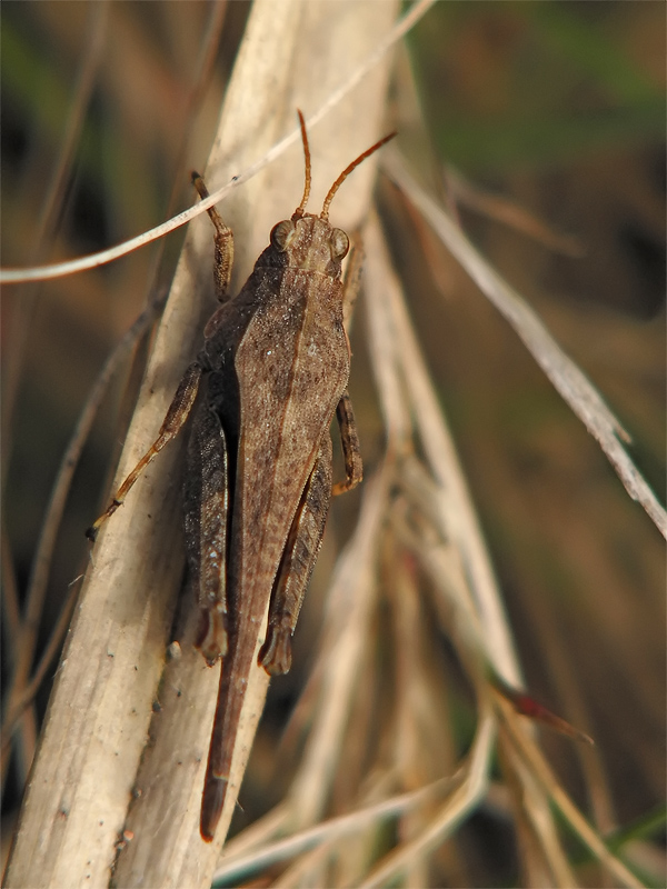 ts_tetrix_subulata_02_775.jpg