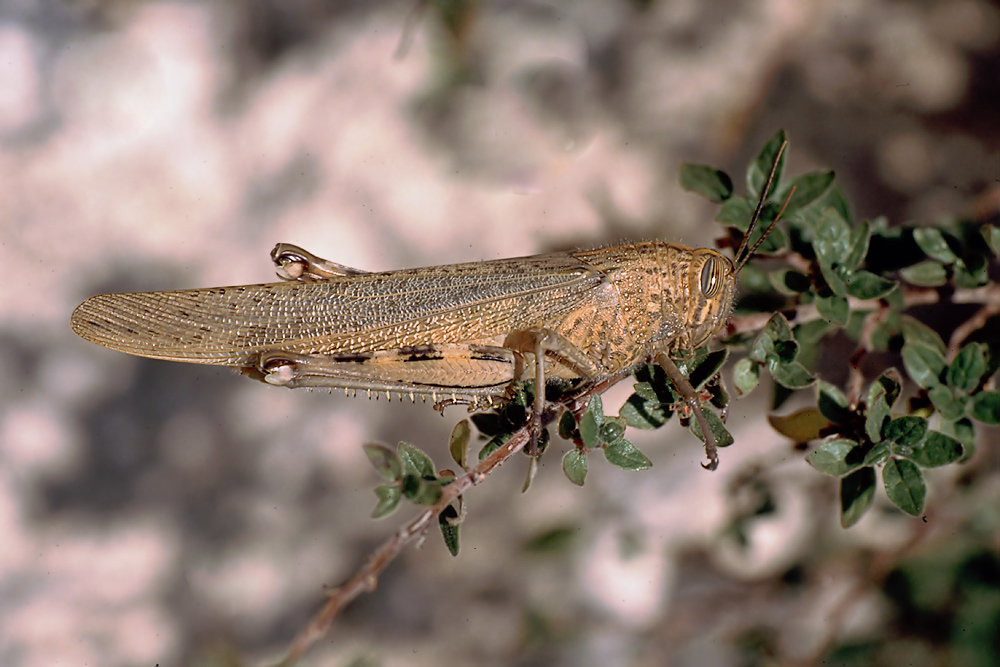 anacridium_aegyptium_mallorca_albufera_feuchtwiese_web_1_194.jpg