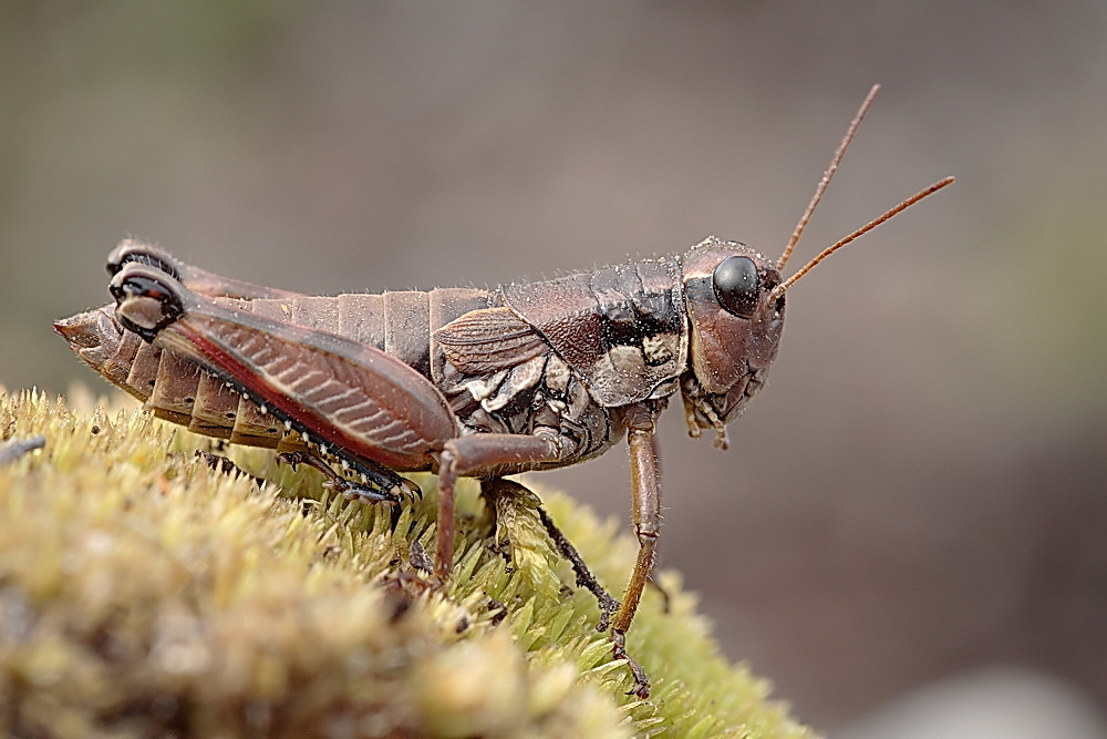 podisma_pedestris__gewoehnliche_gebirgsschrecke__weibchen_207.jpg